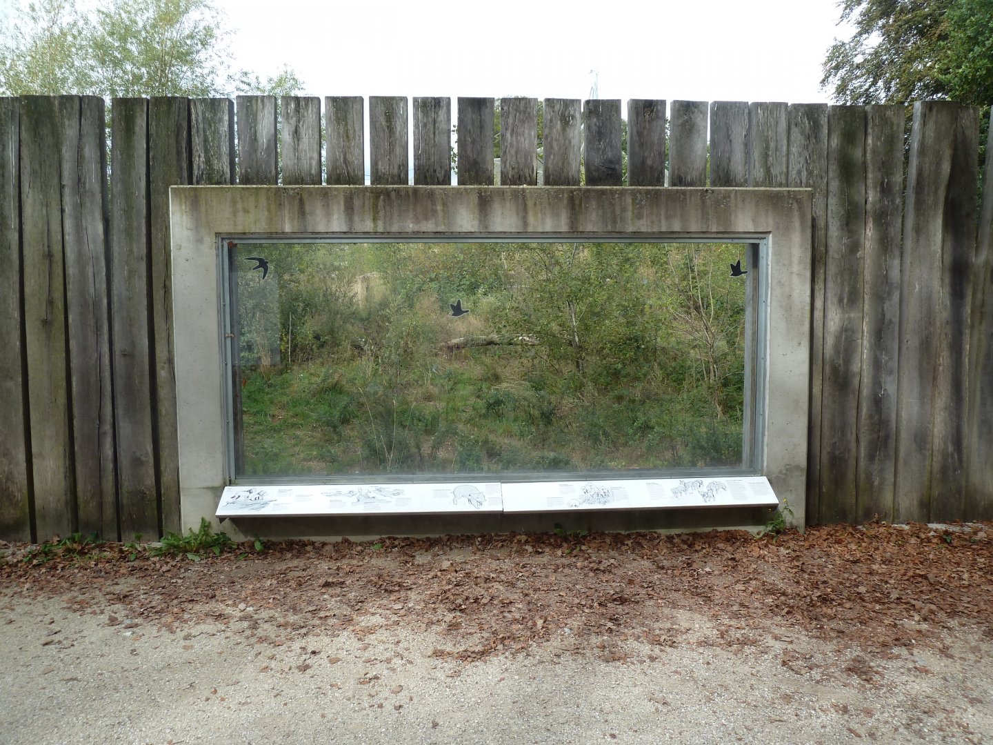 Eurasian wolf viewing point