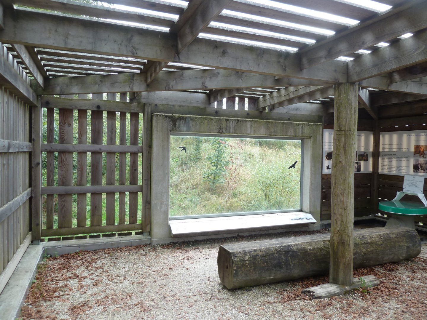 Eurasian wolf viewing point