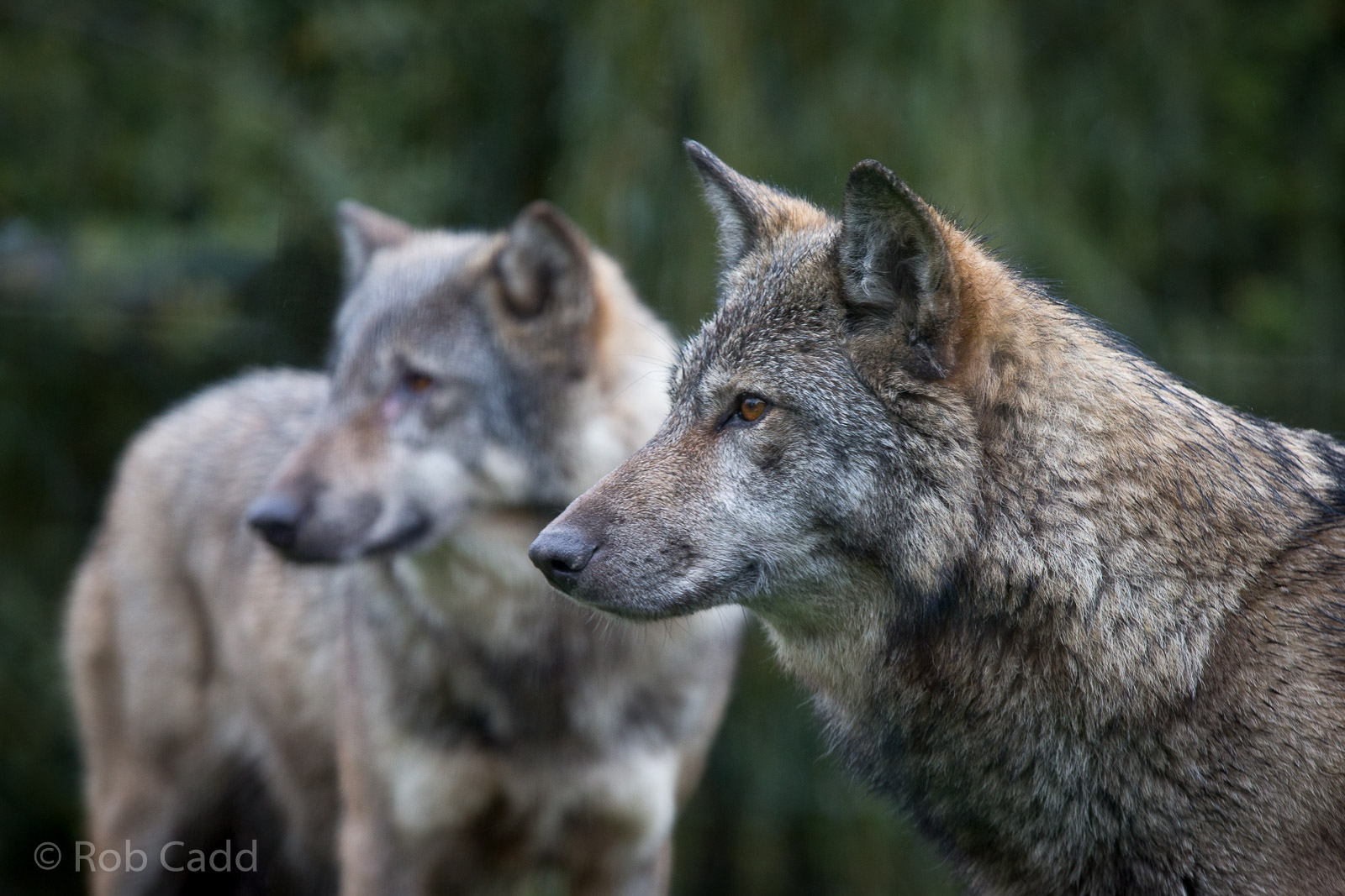 Eurasian wolf : Wingham : 13 Oct 2014
