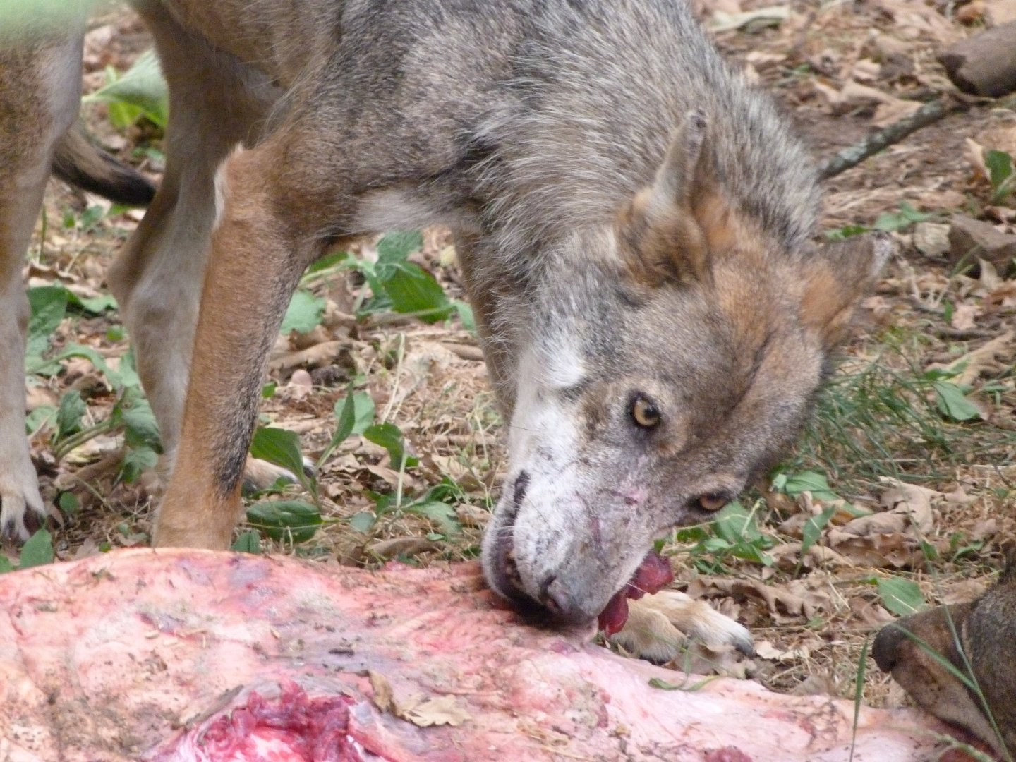 Eurasian wolf -Zoodyssée (2025)