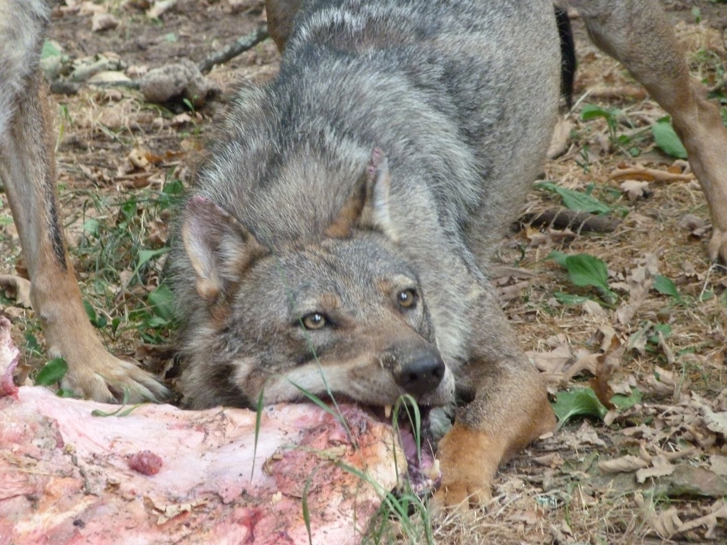 Eurasian wolf -Zoodyssée (2025)