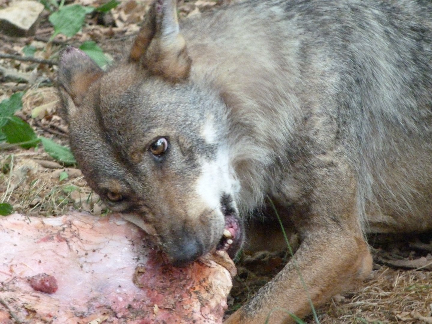 Eurasian wolf -Zoodyssée (2025)