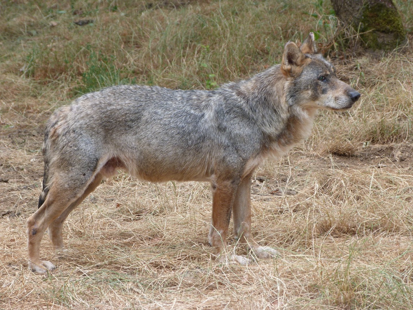 Eurasian wolf -Zoodyssée (2025)