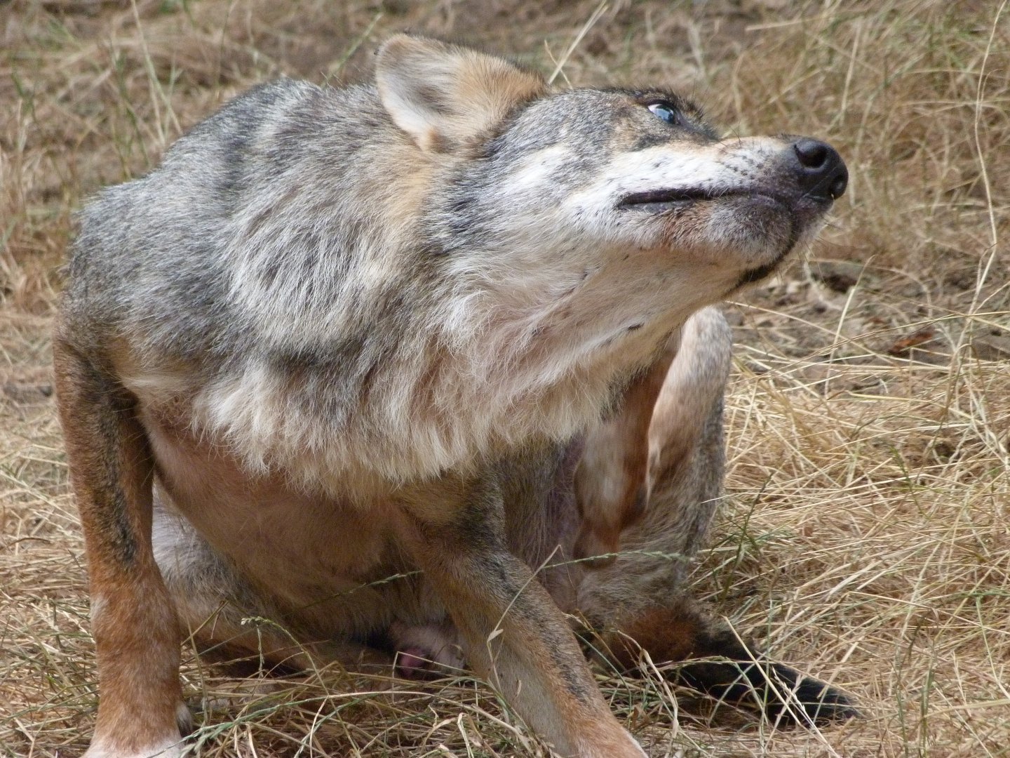 Eurasian wolf -Zoodyssée (2025)