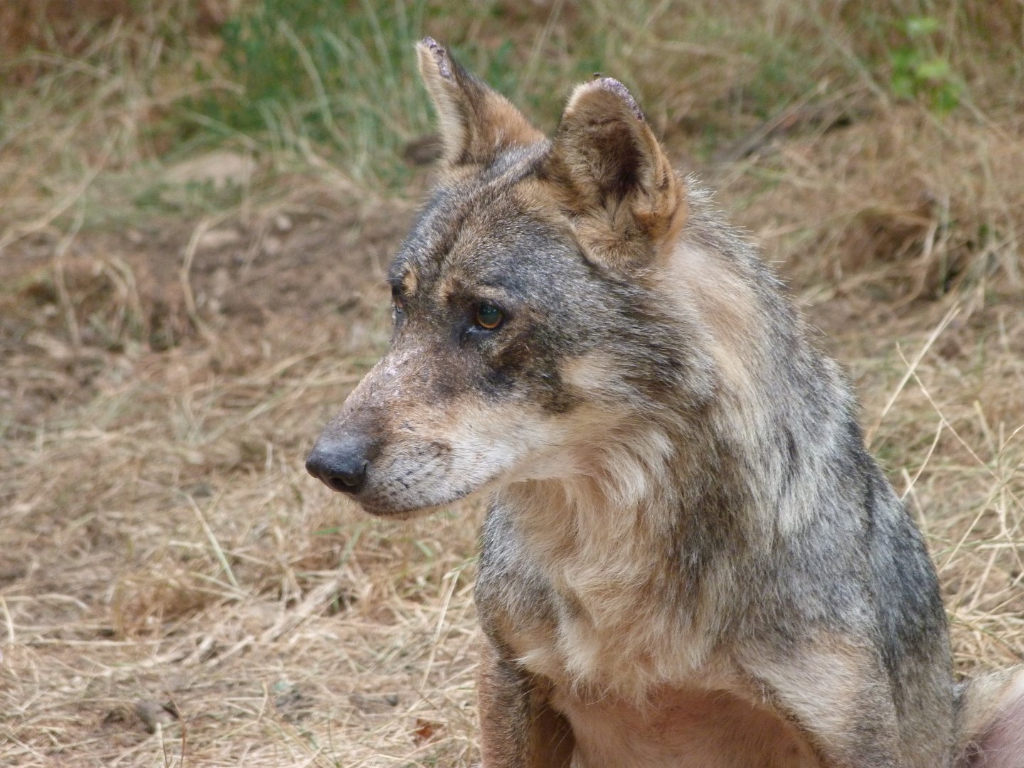 Eurasian wolf -Zoodyssée (2025)