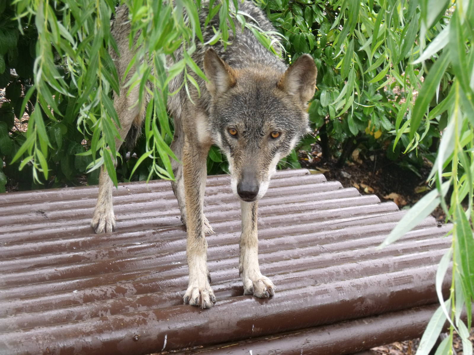 Eurasian Wolf