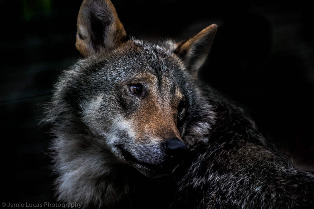 Eurasian Wolf