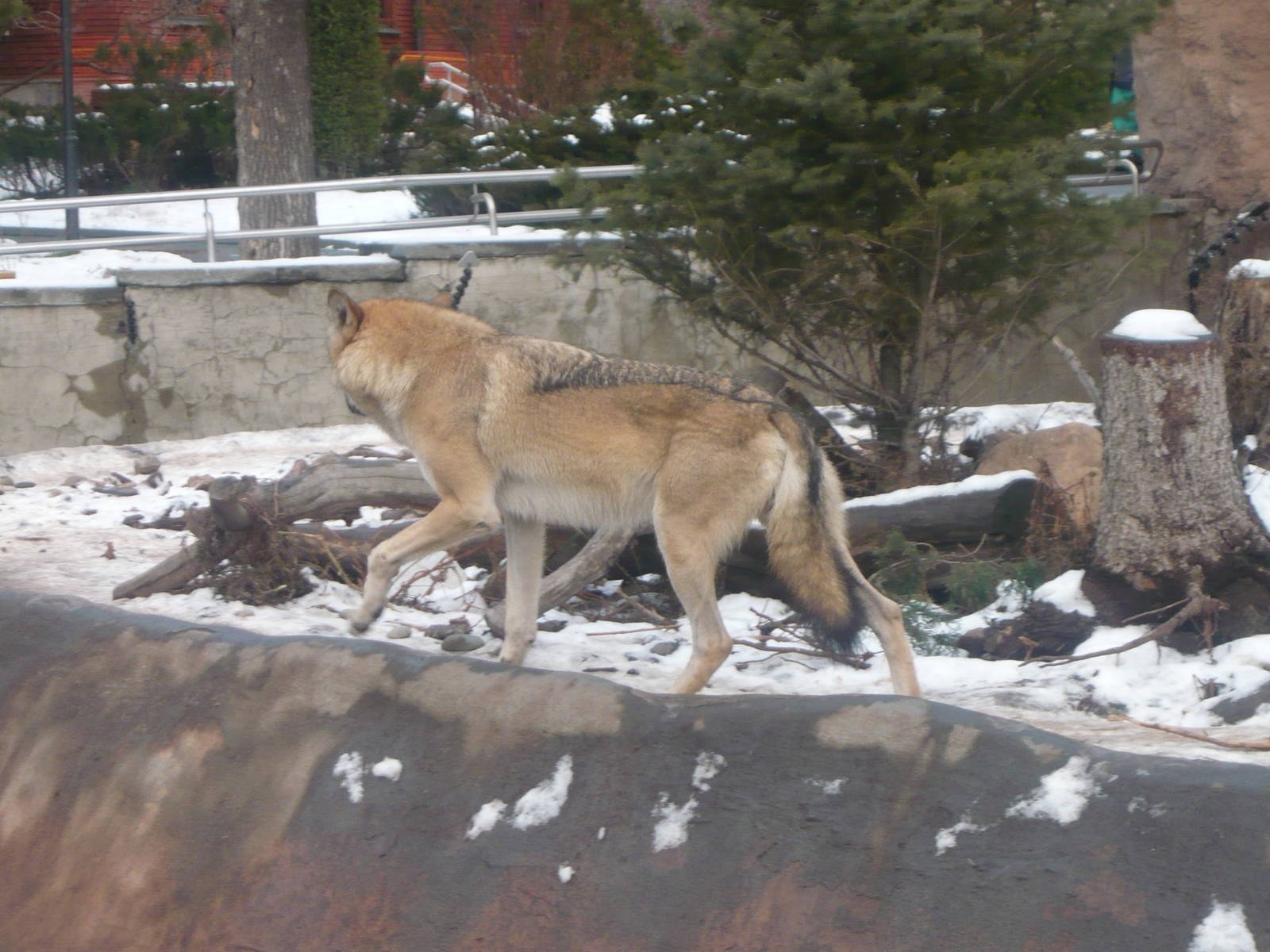 Eurasian wolf