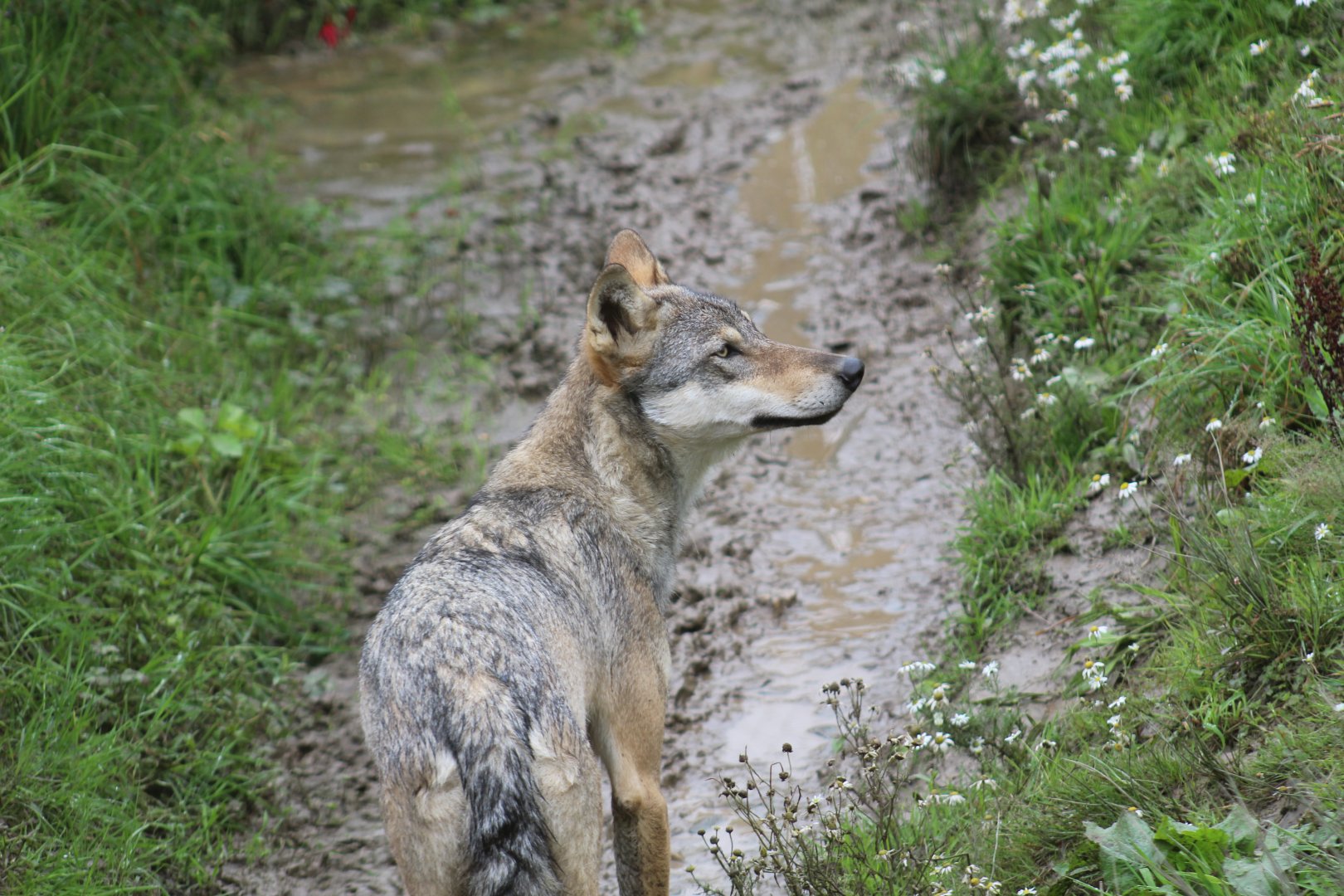 Eurasian Wolf