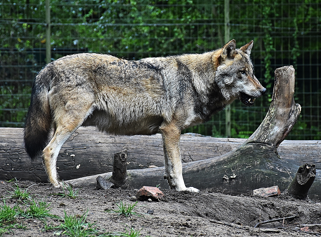Eurasian wolf