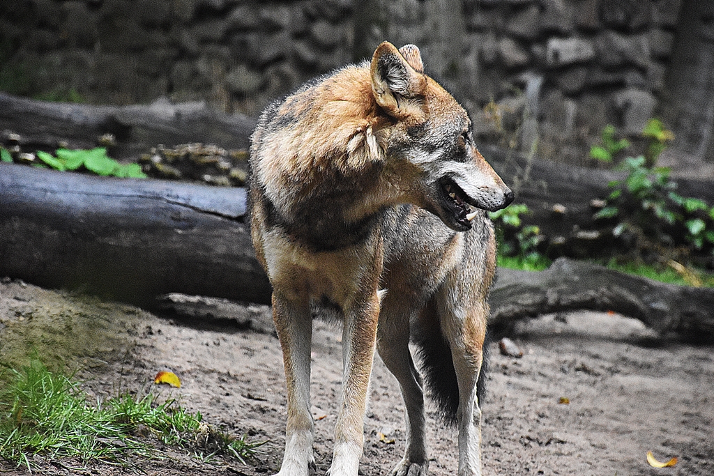 Eurasian Wolf