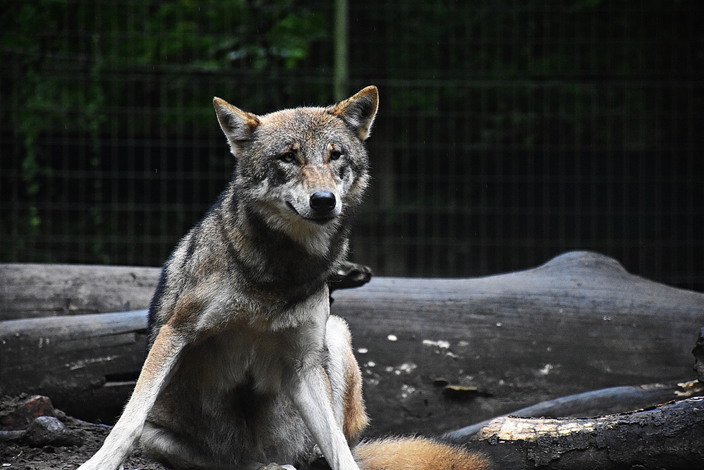 Eurasian Wolf