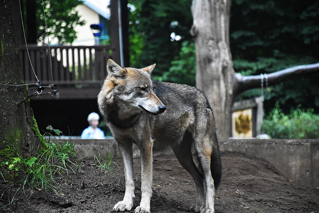 Eurasian Wolf