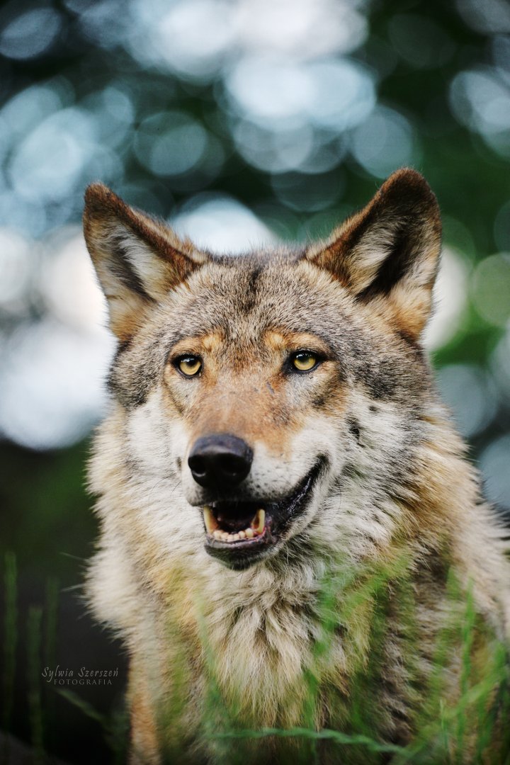Eurasian wolf