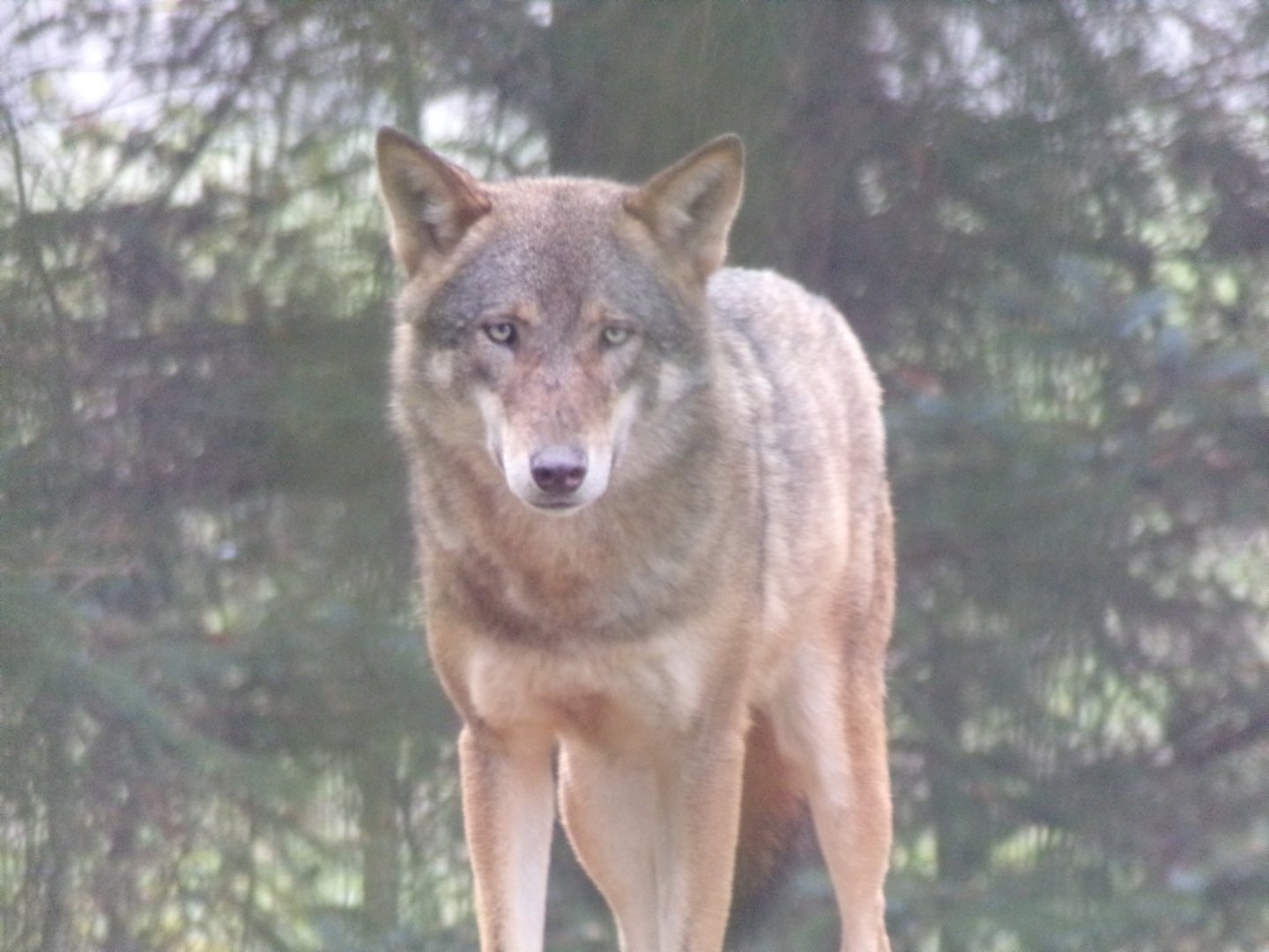 Eurasian wolf