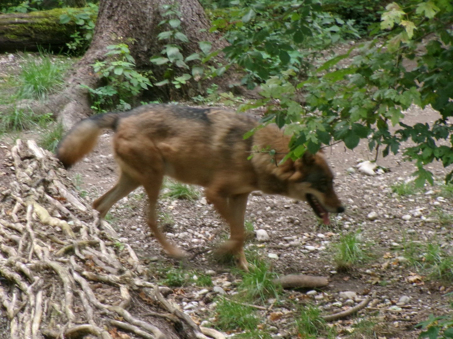 Eurasian wolf