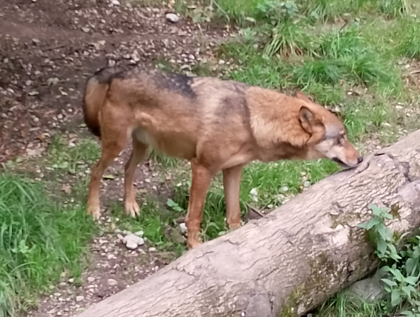 Eurasian wolf