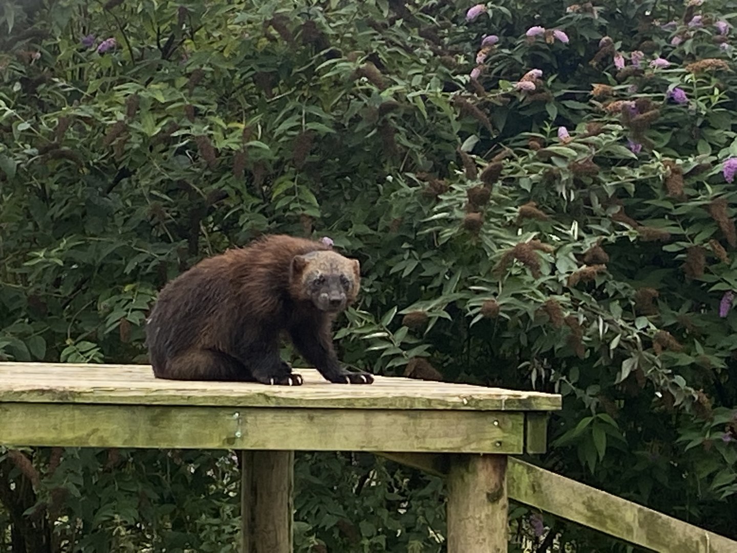 Eurasian wolverine 020822