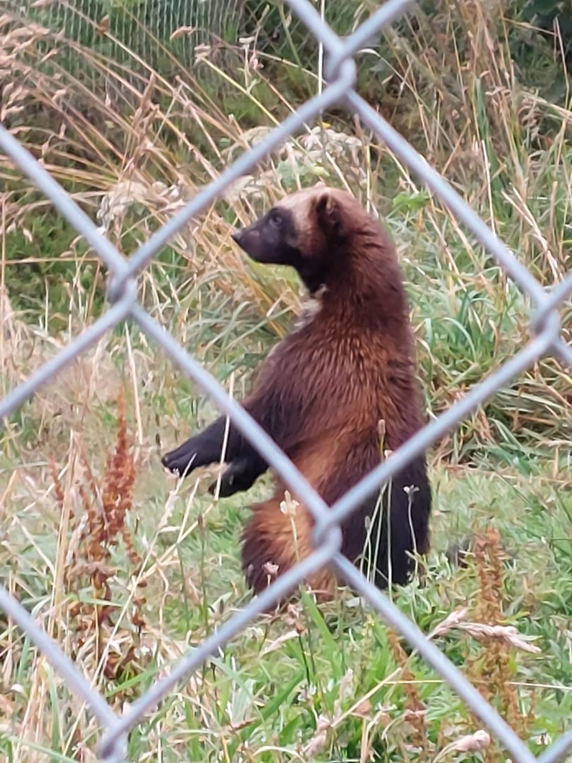 Eurasian wolverine 020822