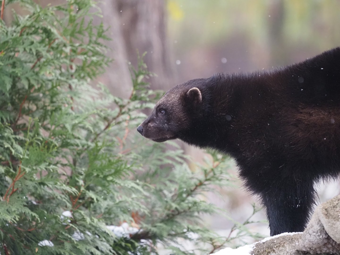 Eurasian Wolverine 1