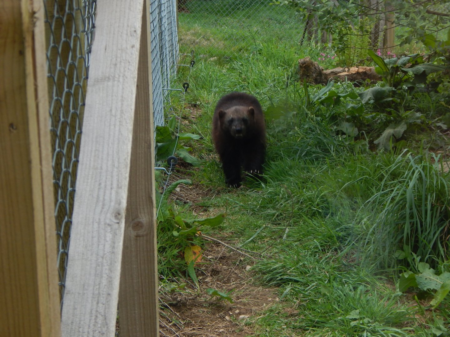 Eurasian wolverine 150522