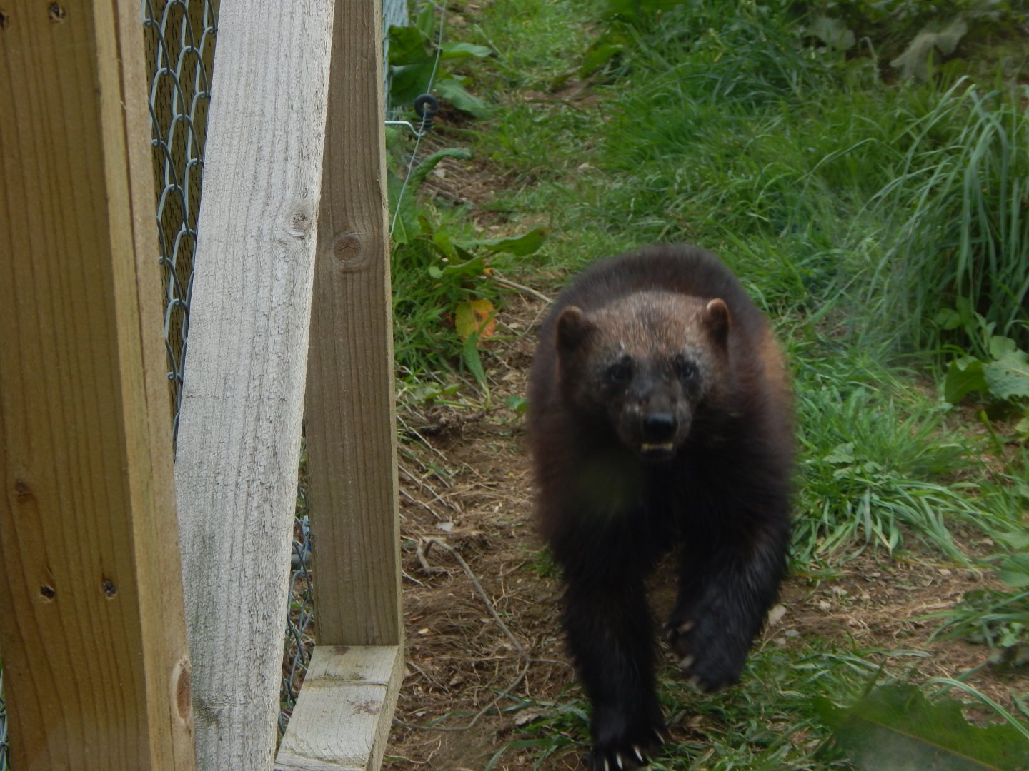Eurasian wolverine 150522