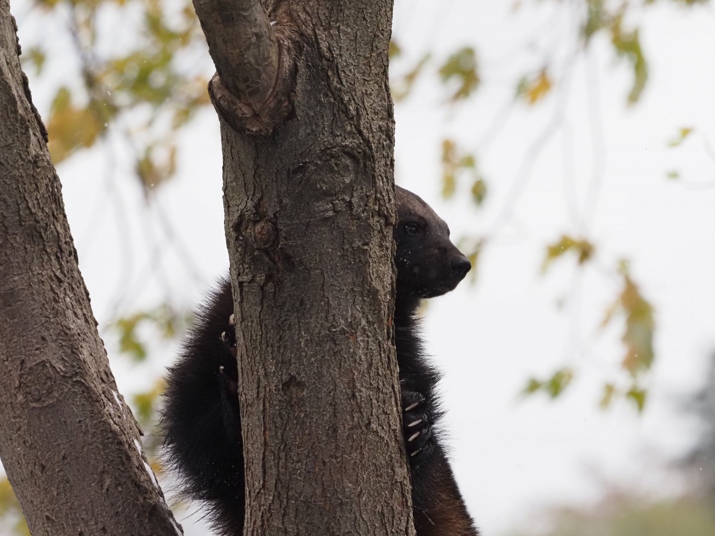Eurasian Wolverine 2
