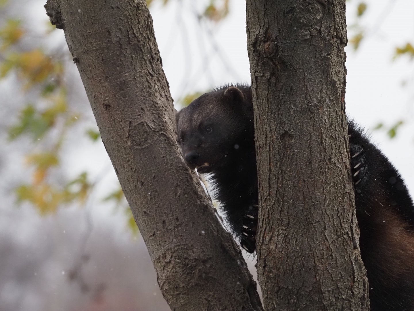 Eurasian Wolverine 3