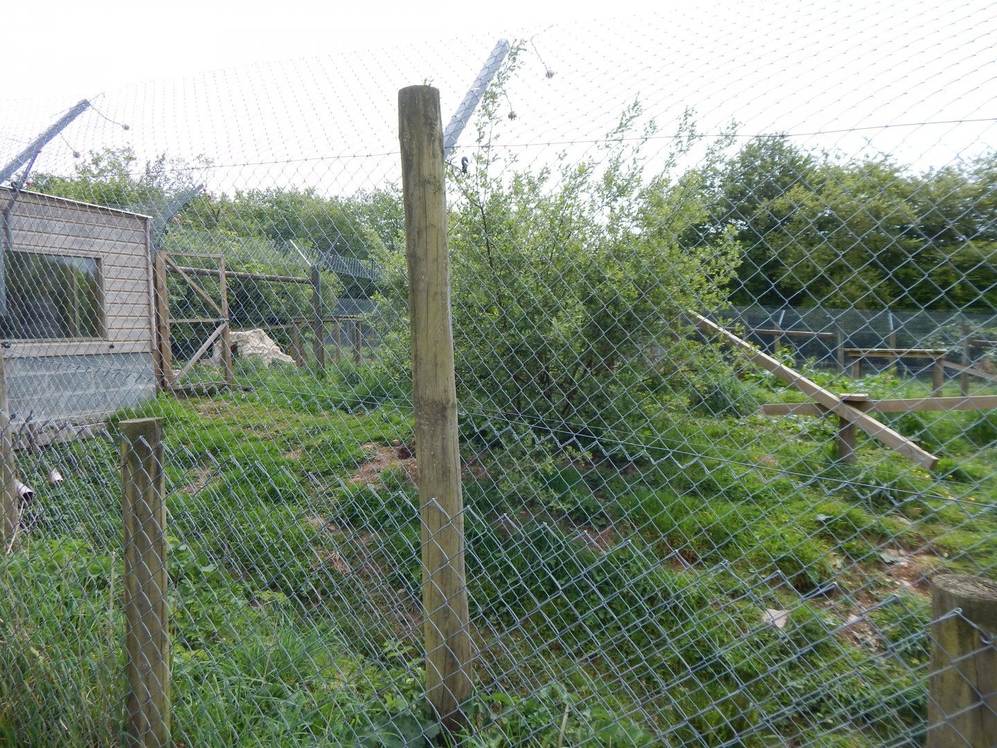 Eurasian wolverine enclosure 150522