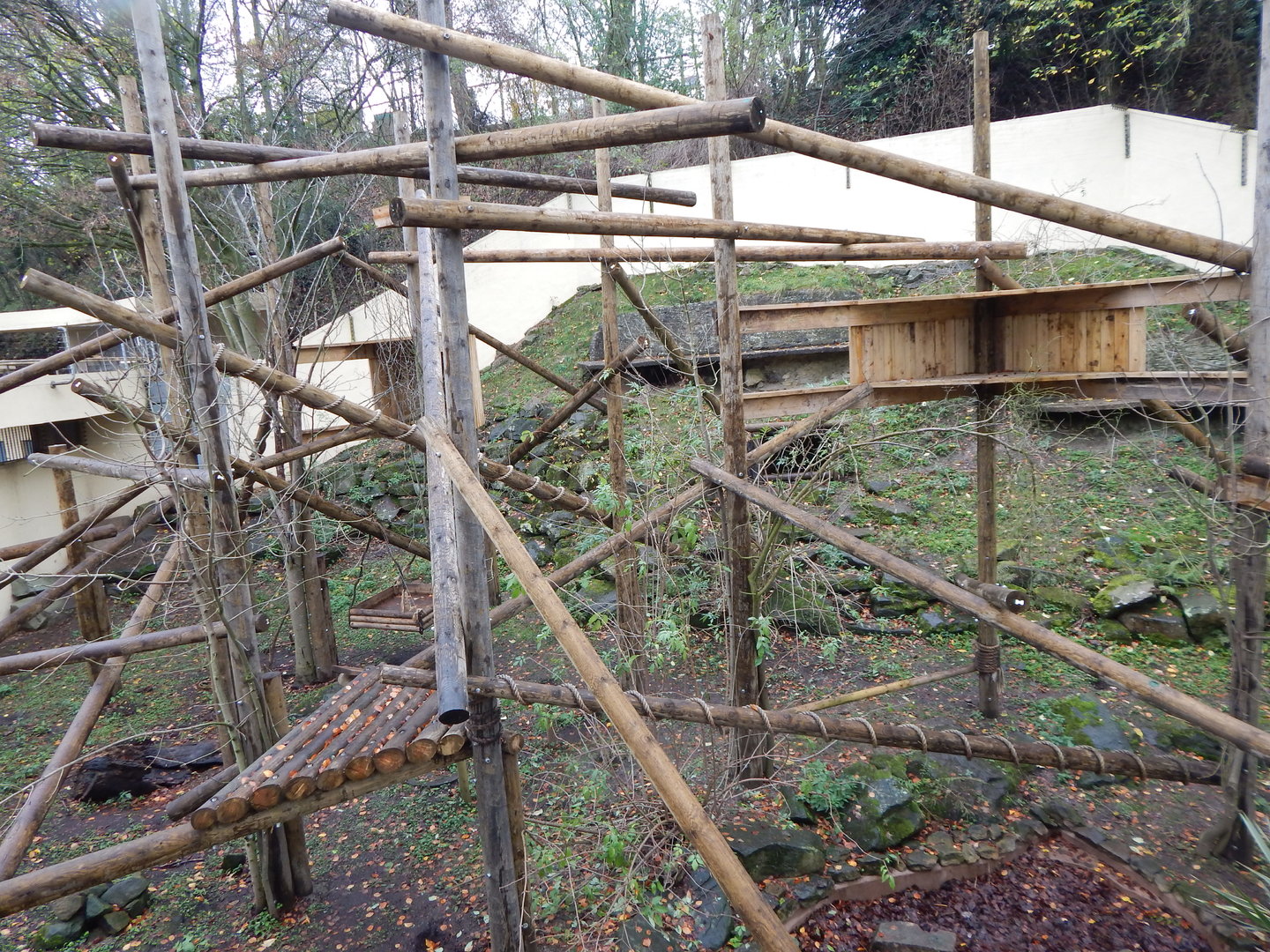 Eurasian wolverine enclosure 241122