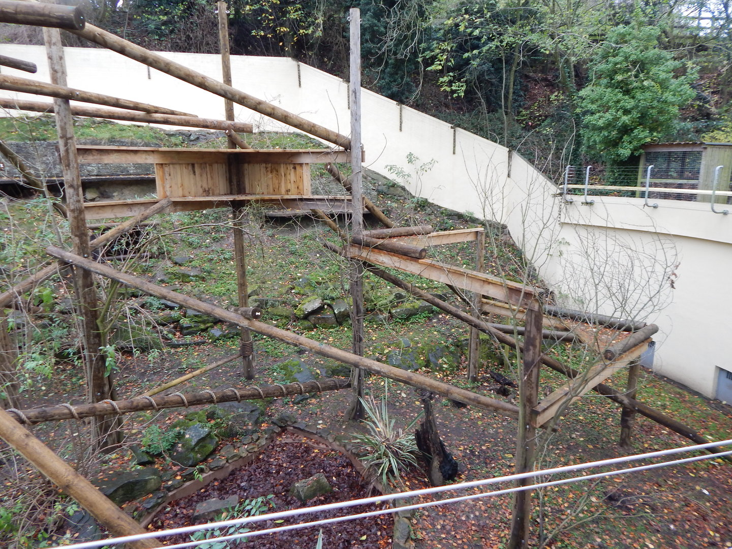 Eurasian wolverine enclosure 241122