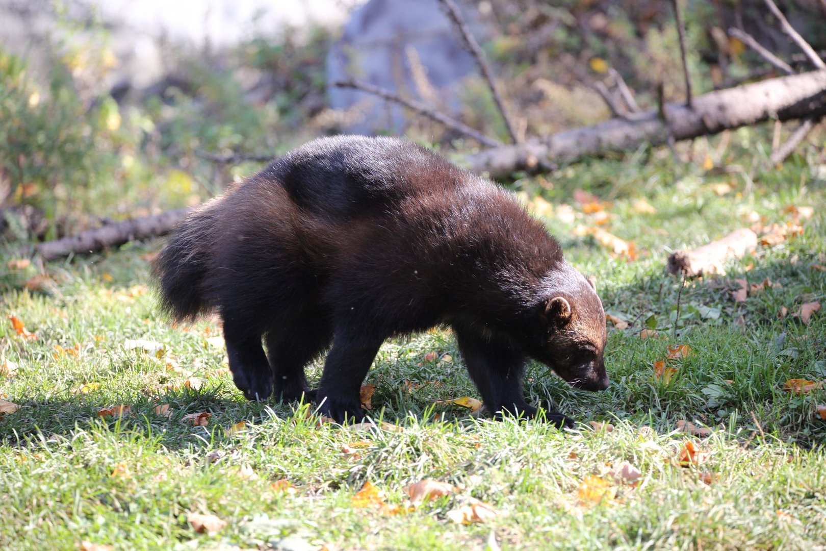Eurasian Wolverine/Gulo gulo gulo