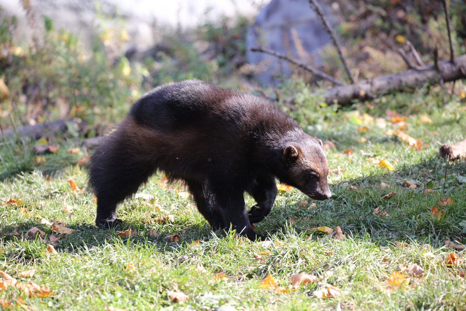 Eurasian Wolverine/Gulo gulo gulo