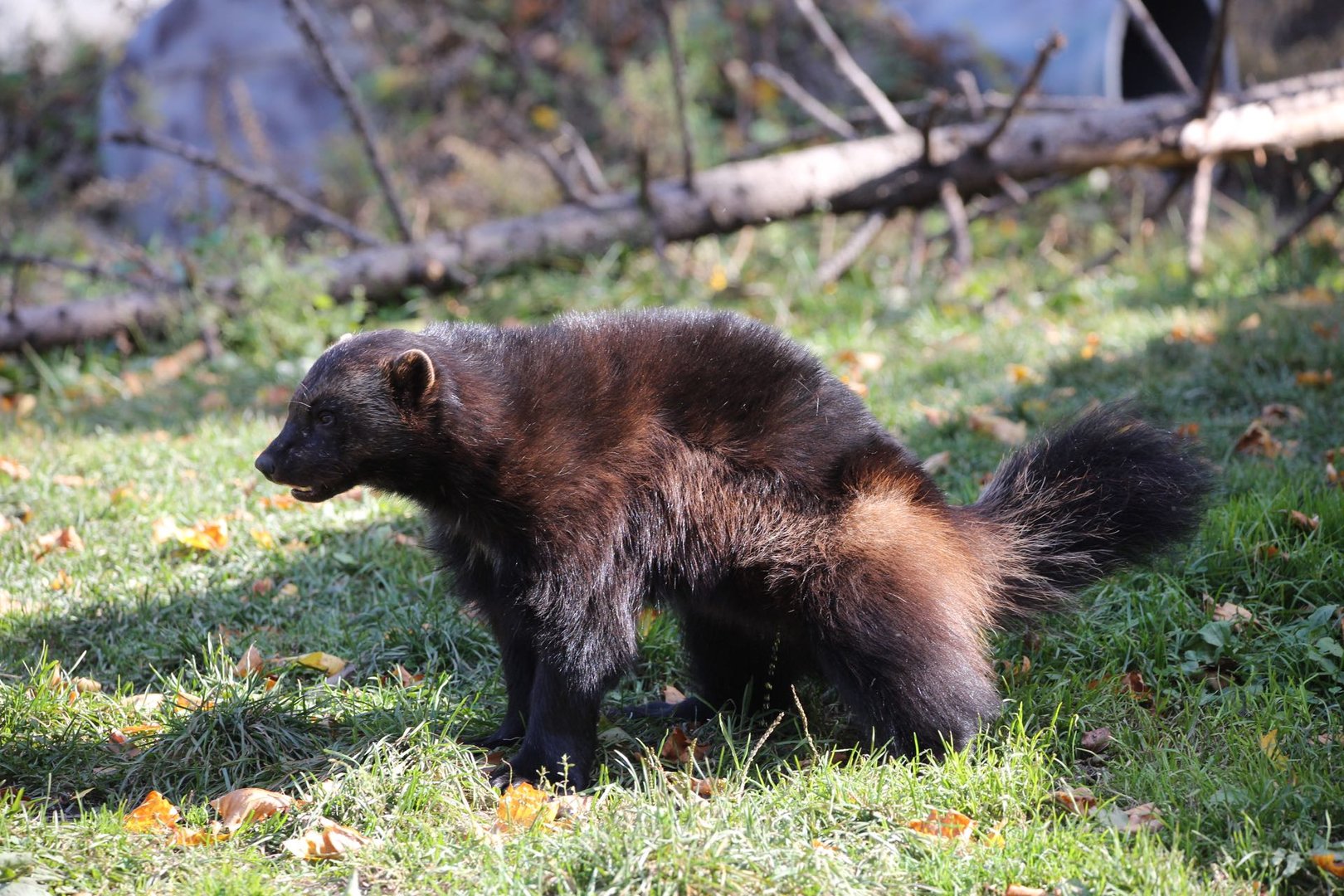 Eurasian Wolverine/Gulo gulo gulo