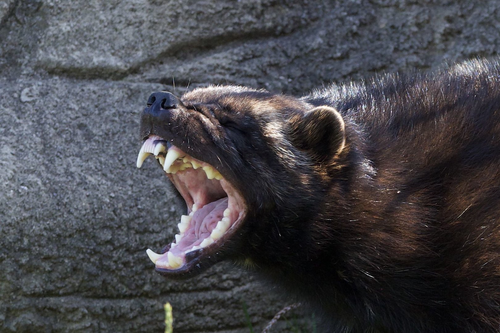 Eurasian Wolverine/Gulo gulo gulo