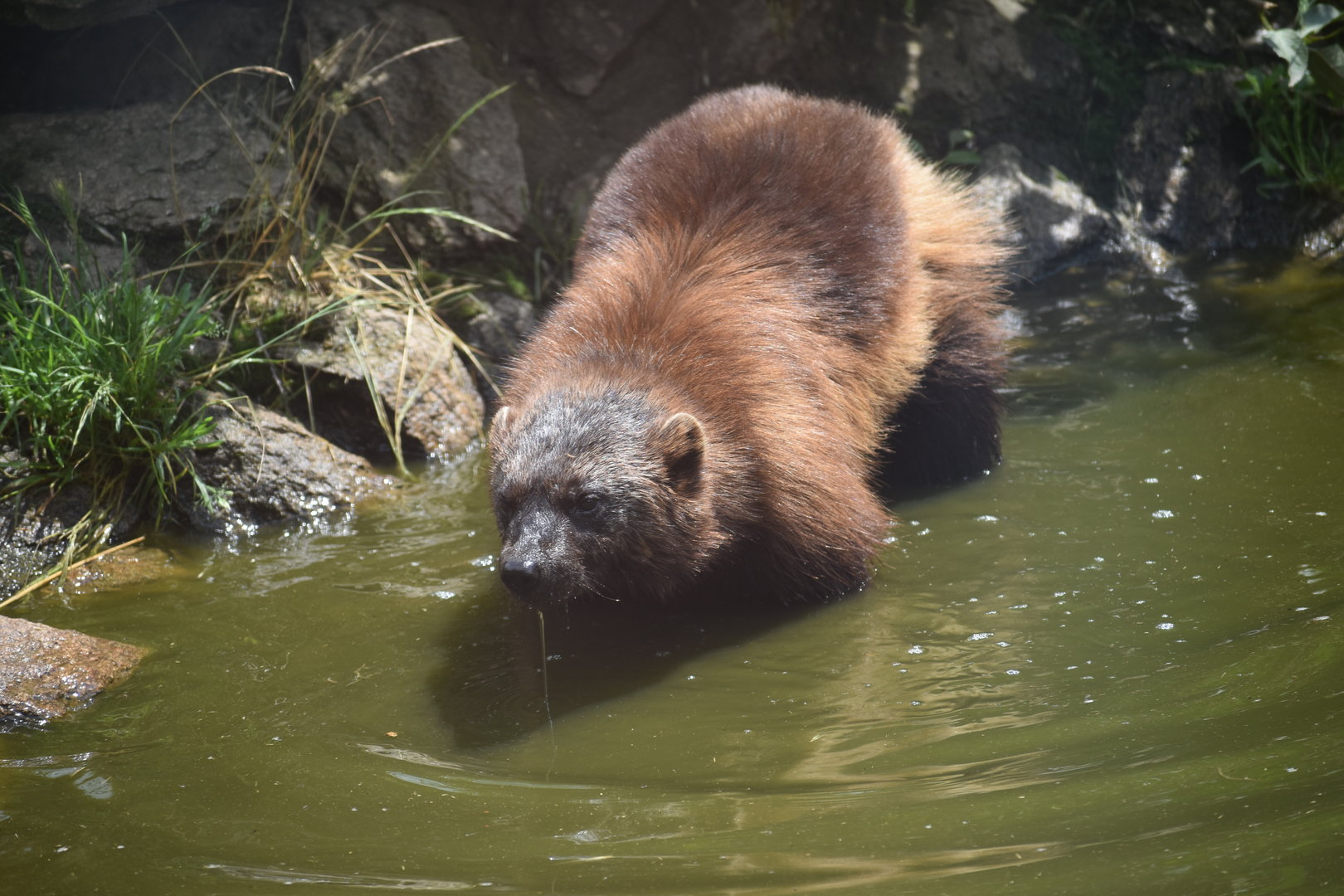 Eurasian Wolverine - Gulo gulo gulo