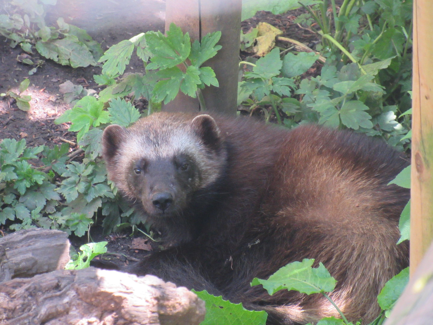 Eurasian Wolverine