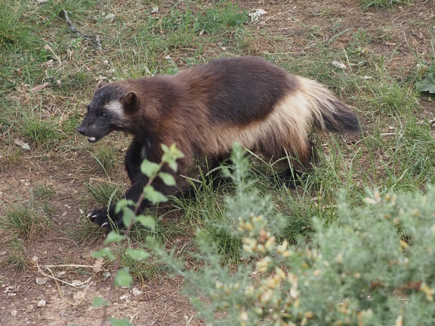 Eurasian Wolverine