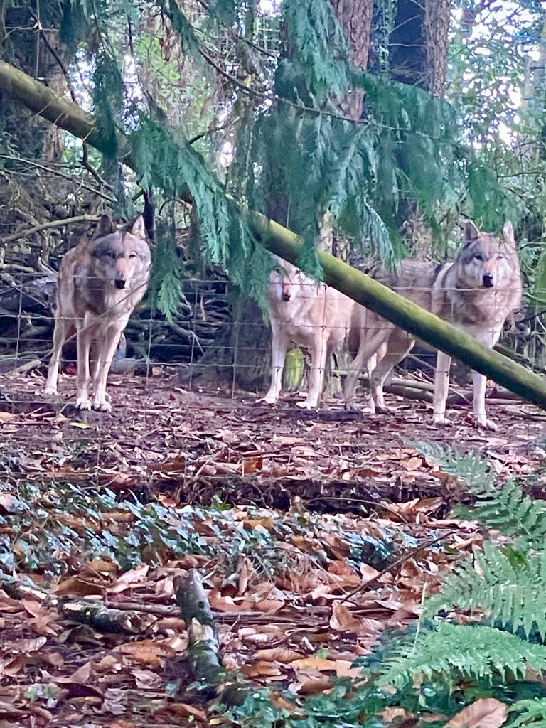 Eurasian wolves 061123