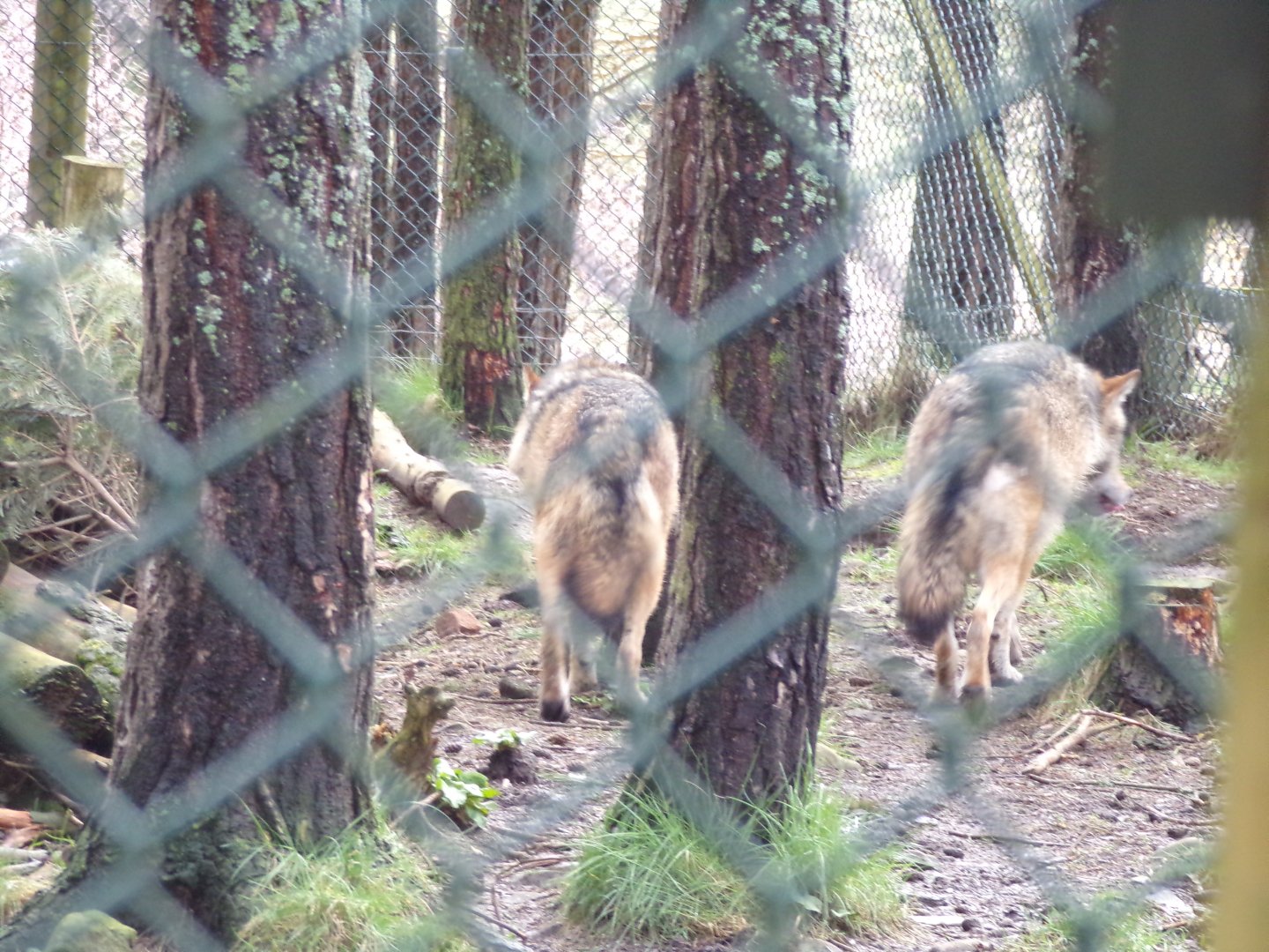 Eurasian wolves 5.4.24