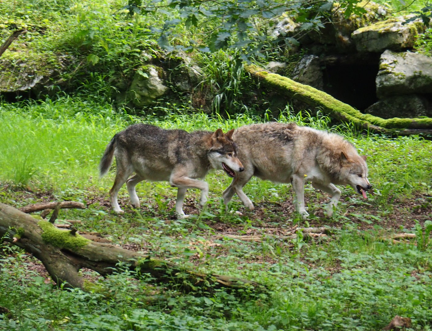 Eurasian wolves (Canis lupus lupus), 2021-08-15