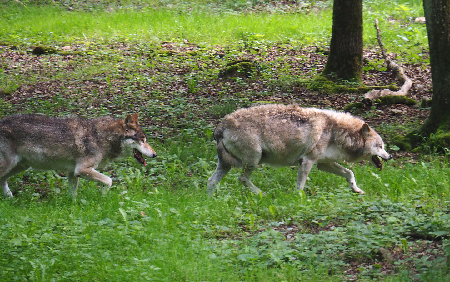 Eurasian wolves (Canis lupus lupus), 2021-08-15