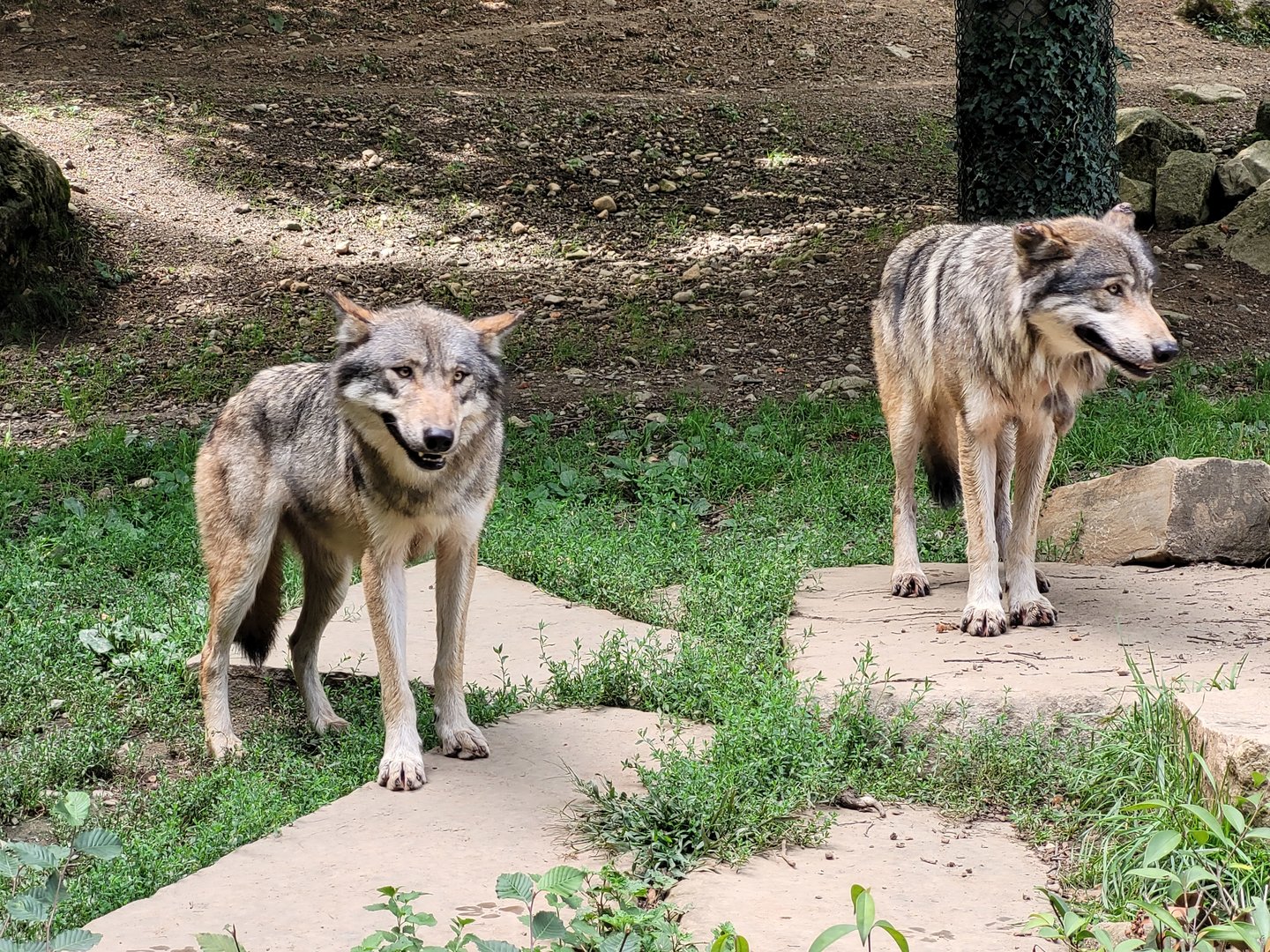 Eurasian wolves -Parc Animalier des Pyrénées (2023)