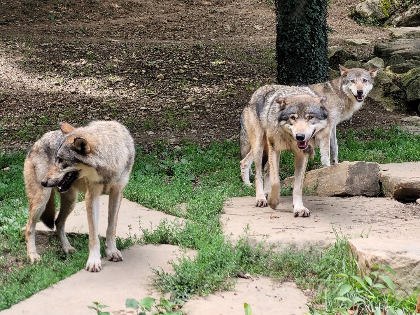 Eurasian wolves -Parc Animalier des Pyrénées (2023)