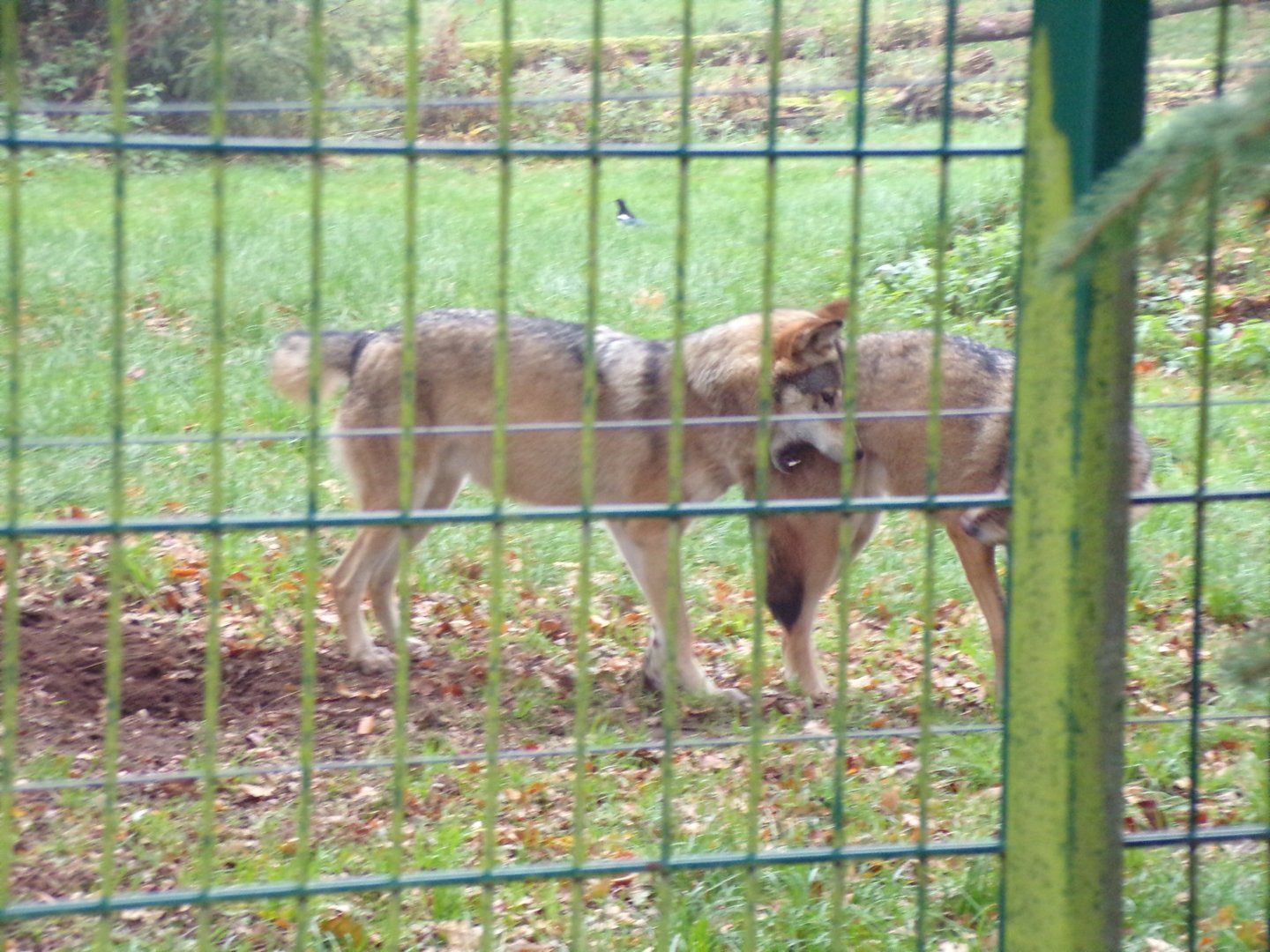 Eurasian Wolves playing