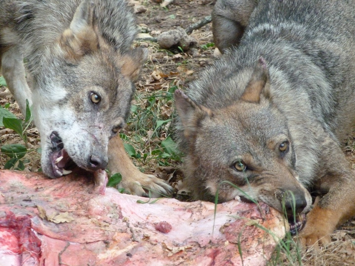 Eurasian wolves -Zoodyssée (2025)