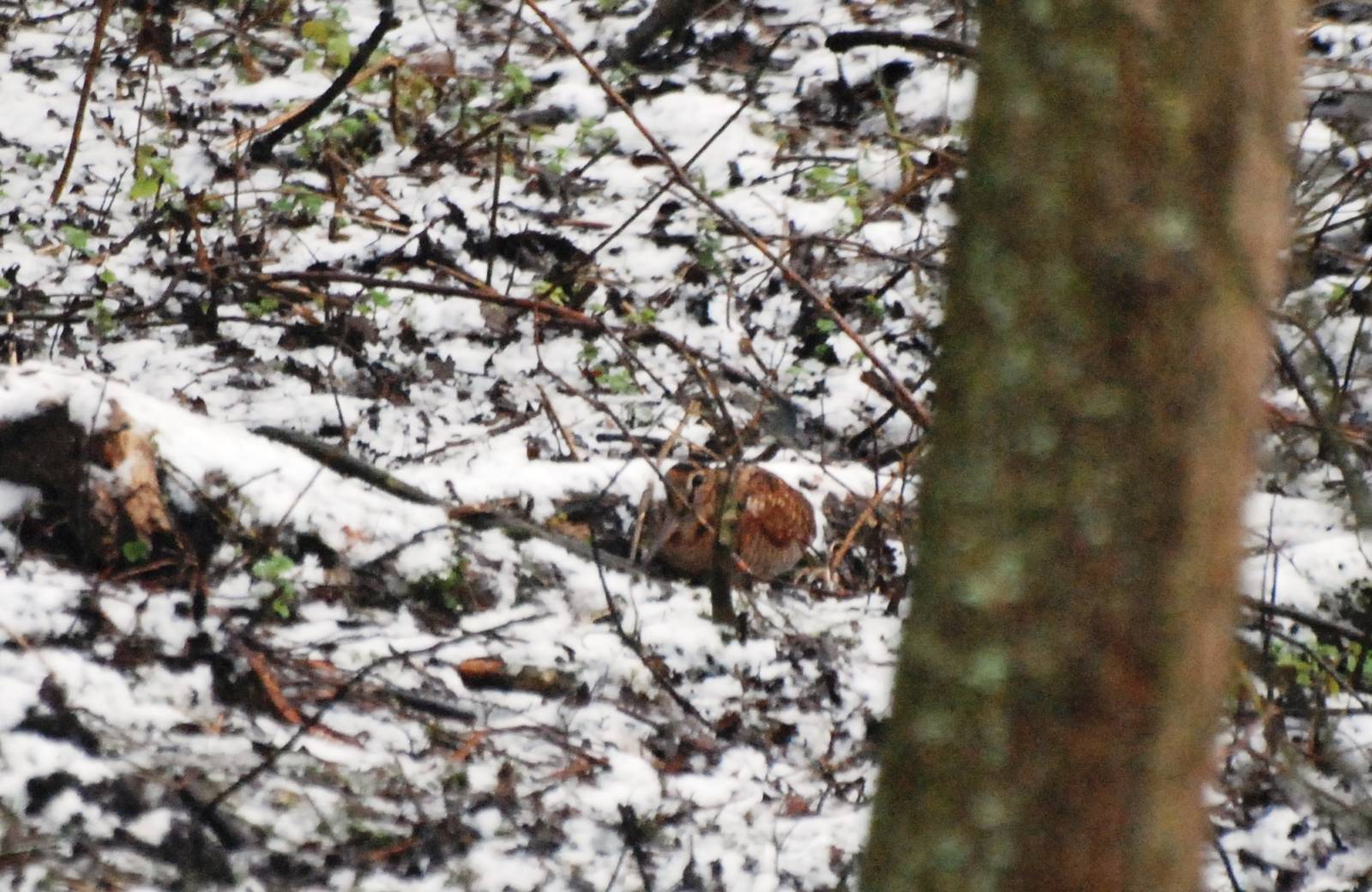 Eurasian Woodcock at Martin Mere, 13/02/13