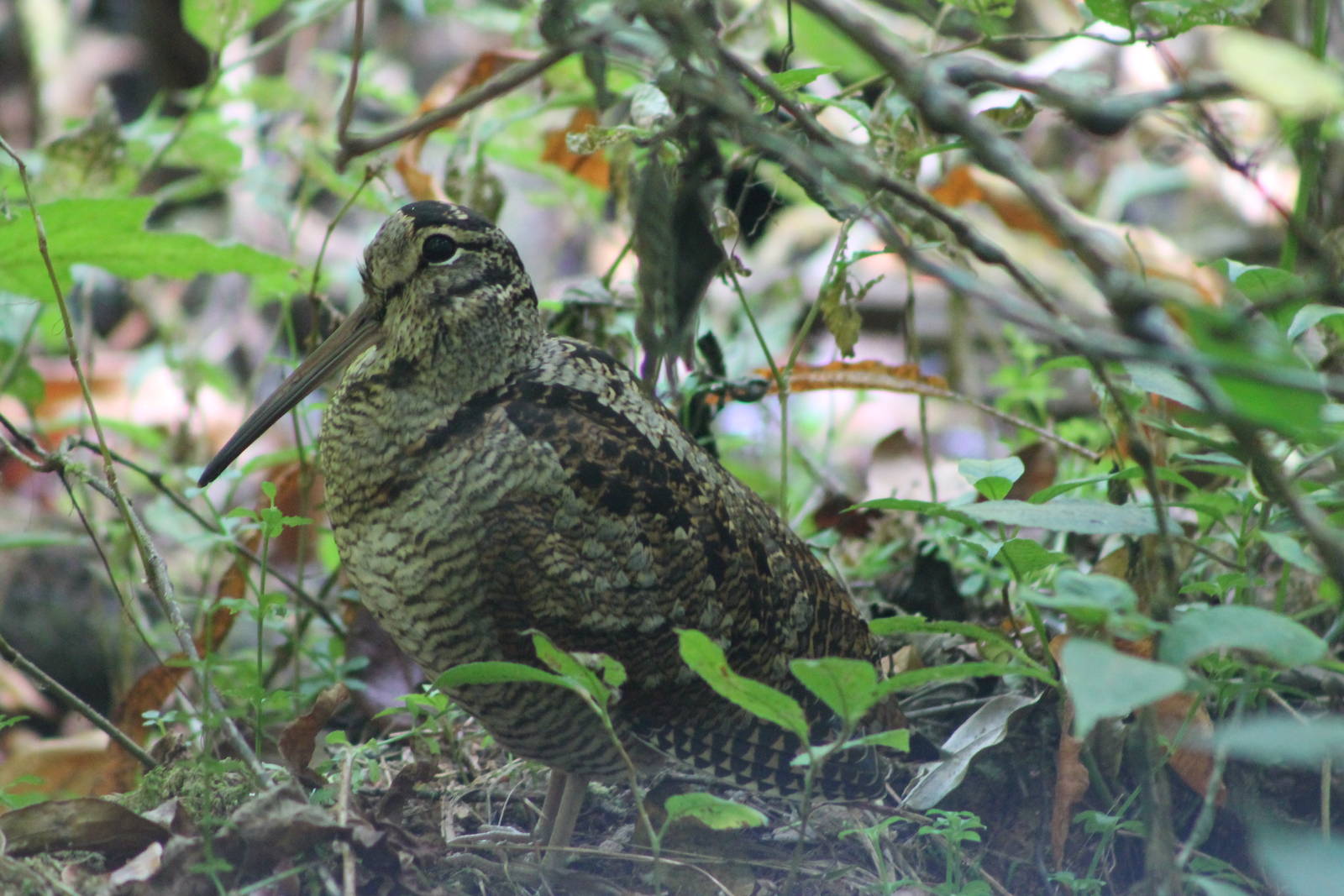 Eurasian woodcock (Scolopax rusticola)