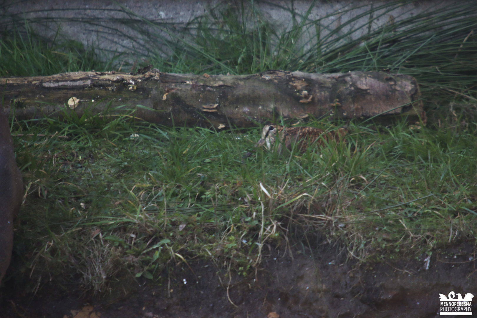 Eurasian woodcock (Scolopax rusticola)