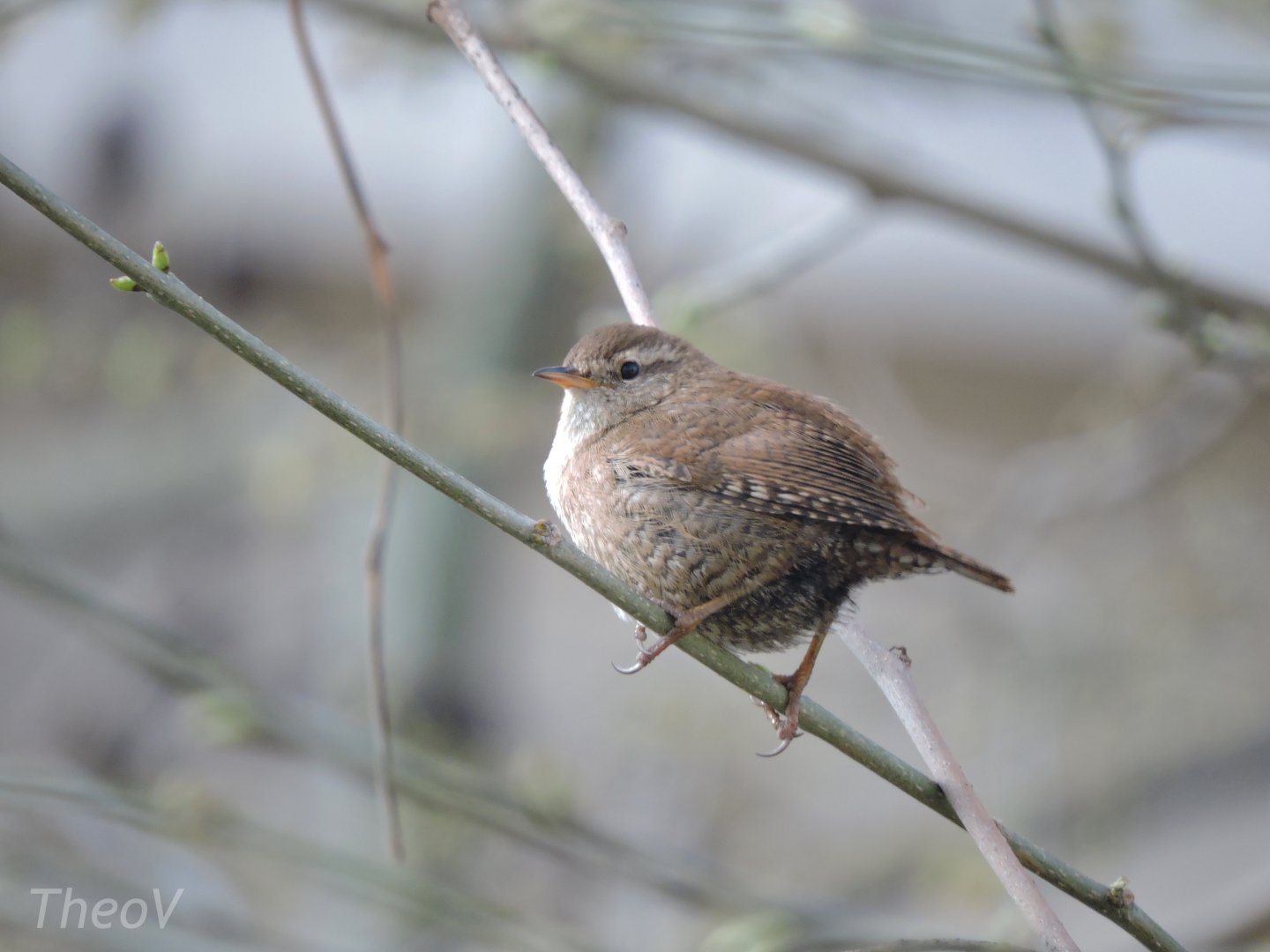 Eurasian wren [2017]